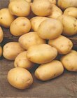 Pomme de terre Bio dans le catalogue Carrefour