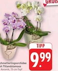 Schmetterlingsorchidee mit Tillandsiamoos bei EDEKA im Süßen Prospekt für 9,99 €