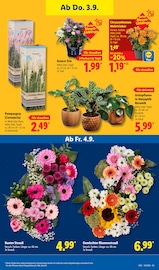 Dekoration im Lidl Prospekt in Bielefeld Aktueller Lidl Prospekt mit Dekoration, "LIDL LOHNT SICH", Seite 27