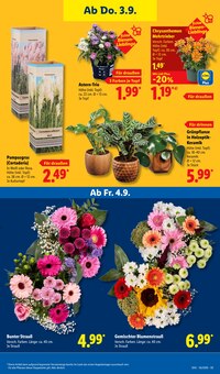 Chrysantheme im Lidl Prospekt "LIDL LOHNT SICH" mit 73 Seiten (Bielefeld)