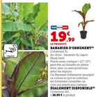 BANANIER D'ORNEMENT en promo chez Hyper U BANANIER D'ORNEMENT dans le catalogue Hyper U
