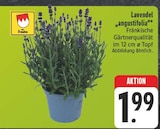 Aktuelles Lavendel 'angustifolia' Angebot bei EDEKA in Leipzig ab 1,99 €