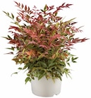 Bambou Nain (Nandina) dans le catalogue Lidl