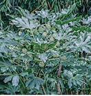 Promo Fatsia Japonica à 13,90 € dans le catalogue Super U à La Roche-sur-Yon