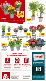 Hortensie im toom Baumarkt Prospekt in Bünde Aktueller toom Baumarkt Prospekt mit Hortensie, "Respekt, wer's selber macht.", Seite 2