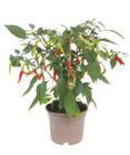 Aktuelle Paprika Angebote bei toom Baumarkt in Ulm Aktuelles Snackgemüse "Pick-&-Joy" Angebot bei toom Baumarkt in Ulm ab 9,99 €