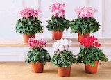 Cyclamen Special en promo chez Hyper U Dreux à 3,99 €