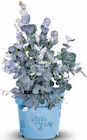 Hagebaumarkt Nackenheim - Eukalyptus 'Blaue Liebe' Angebot im Prospekt Eukalyptus 'Blaue Liebe' bei Hagebaumarkt im Nackenheim Prospekt für 24,99 €