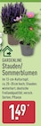 Stauden/Sommerblumen von Gardenline im aktuellen ALDI Nord Prospekt