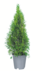 Immergrüne Heckenpflanzen im Angebot bei toom Baumarkt in Osnabrück Immergrüne Heckenpflanzen Angebote bei toom Baumarkt Osnabrück für 7,99 €