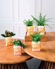 Kalanchoe ou plantes vertes - Super U à Toulon Kalanchoe ou plantes vertes en promo chez Super U Toulon à 4,99 €
