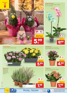 Pflanzen im aktuellen Netto Marken-Discount Prospekt (Berlin) Pflanzen im Netto Marken-Discount Prospekt "Aktuelle Angebote" mit 70 Seiten (Berlin)