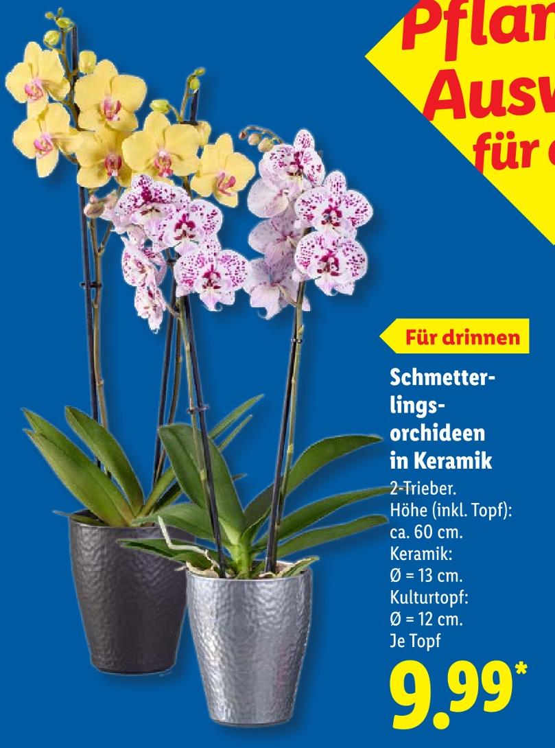 Schmetterlingsorchideen in Keramik