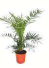 Aktuelle Pflanzen Angebote bei toom Baumarkt in Duisburg Aktuelles Drachenpalme oder Phoenixpalme oder Zwergpalme Angebot bei toom Baumarkt in Duisburg ab 49,99 €