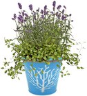Sommerfreude in Zinktopf im Angebot bei REWE in Leinfelden-Echterdingen Sommerfreude in Zinktopf Angebote bei REWE Leinfelden-Echterdingen für 3,79 €