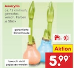 Amaryllis im Angebot bei Netto Marken-Discount in München Amaryllis Angebote bei Netto Marken-Discount München für 5,99 €