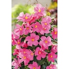 Promo Dipladenia à 3,99 € dans le catalogue Carrefour à Évreux