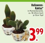 Halloween-Kaktus im Angebot bei EDEKA in Ingolstadt Halloween-Kaktus Angebote bei EDEKA Ingolstadt für 3,99 €