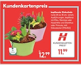 Bepflanzte Zinkschale Angebote bei Hellweg Osnabrück für 11,99 €