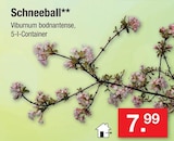 Aktuelles Schneeball Angebot bei Zimmermann in Hildesheim ab 7,99 €