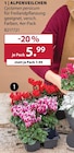 ALPENVEILCHEN im aktuellen Dehner Garten-Center Prospekt für 5,99 €