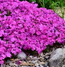 Stauden Angebote bei OBI Ansbach für 2,49 €