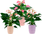 ANTHURIUM + CACHE POT CÉRAMIQUE - SANS MARQUE dans le catalogue Auchan Hypermarché