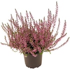 Calluna im Angebot bei REWE in Frankfurt Calluna Angebote bei REWE Frankfurt für 1,00 €