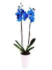 Orchidée bleue en promo chez Carrefour Versailles à 12,99 €