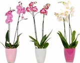 Schmetterlingsorchidee im Glasgefäss (Phalaenopsis) Angebote bei OBI Dresden für 12,99 €