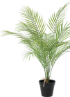 Zimmerpflanzen im Hornbach Prospekt Palme von Lafiora im aktuellen Hornbach Prospekt für 9,99 €