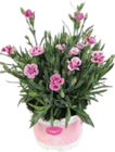Aktuelles Duft-Nelken (Dianthus) - Pink Kisses Angebot bei Globus-Baumarkt in Mainz ab 1,99 €