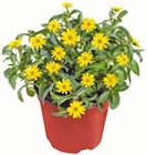 Kaufland Köln Prospekt mit  im Angebot für 1,79 €