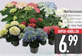 Hortensien  im aktuellen EDEKA Prospekt für 6,99 €