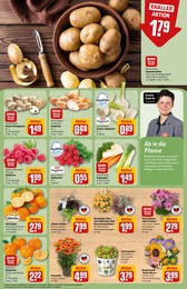 REWE Pilze im Prospekt 