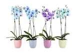 Orchidée teintée en promo chez Carrefour Calais à 14,99 €