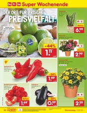 Balkonpflanzen im Netto Marken-Discount Prospekt in Fulda Aktueller Netto Marken-Discount Prospekt mit Balkonpflanzen, "Aktuelle Angebote", Seite 52