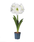 Amaryllis im Angebot bei Lidl in Krefeld Amaryllis Angebote bei Lidl Krefeld für 2,99 €