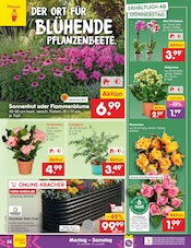 Blumen im Netto Marken-Discount Prospekt in Peine Aktueller Netto Marken-Discount Prospekt mit Blumen, "Aktuelle Angebote", Seite 34