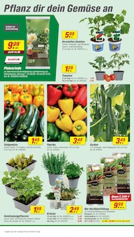 Pflanzen im toom Baumarkt Prospekt "Respekt, wer's selber macht." mit 24 Seiten (Nürnberg)
