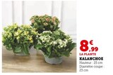 Kalanchoe - Super U à Champigny-sur-Marne Kalanchoe en promo chez Super U Champigny-sur-Marne à 8,99 €