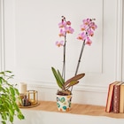 Orchidée Phalaenopsis (h) dans le catalogue Carrefour Market