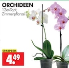 ORCHIDEEN im Angebot bei Wreesmann in Dresden ORCHIDEEN Angebote bei Wreesmann Dresden für 4,49 €