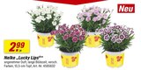 toom Baumarkt Großerkmannsdorf - Nelke "Lucky Lips" Angebot im Prospekt Nelke "Lucky Lips" bei toom Baumarkt im Großerkmannsdorf Prospekt für 2,99 €