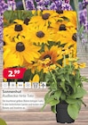 Kiebitzmarkt Winsen - Sonnenhut Rudbeckia hirta Toto Angebot im Prospekt Sonnenhut Rudbeckia hirta Toto bei Kiebitzmarkt im Winsen Prospekt für 2,99 €