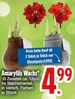 Amaryllis Wachs  im aktuellen EDEKA Prospekt für 4,99 €