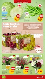 Aster Angebot im aktuellen Penny Prospekt auf Seite 5