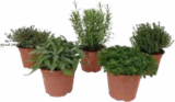 Kräutermischung 'Italienische Kräuter' im Angebot bei OBI in Bremerhaven Kräutermischung 'Italienische Kräuter' Angebote von Grow by OBI bei OBI Bremerhaven für 3,49 €
