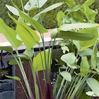 Thalia germinata pot de 3 litres - BOTANIC® - Botanic Thalia germinata pot de 3 litres - BOTANIC® à 25,99 € dans le catalogue Botanic