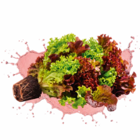 Salat mit Wurzelballen im Angebot bei Netto Marken-Discount in Heidelberg Salat mit Wurzelballen Angebote von HEIMAT bei Netto Marken-Discount Heidelberg für 0,74 €